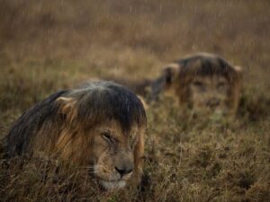 Мокрый лев фото
